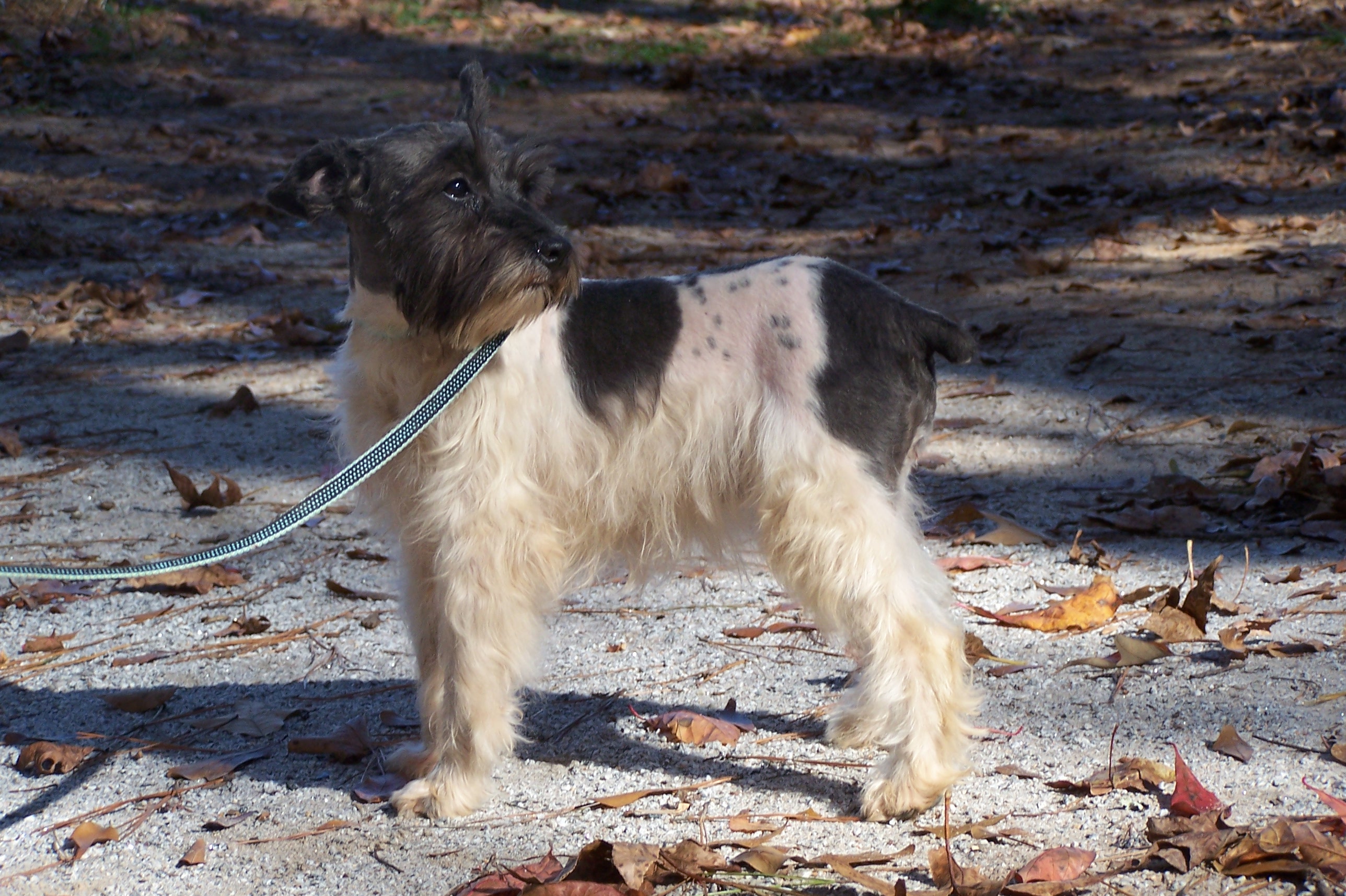 schnauzers013.jpg