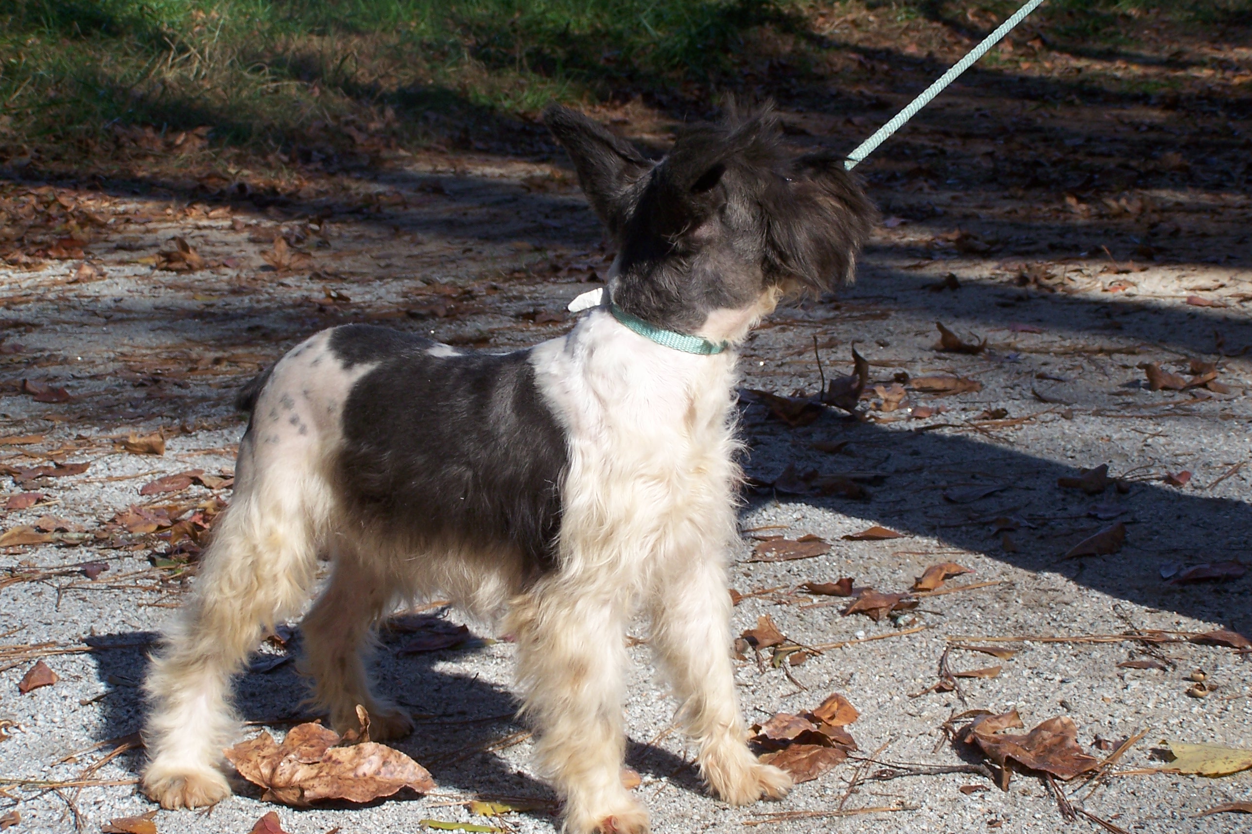 schnauzers016.jpg